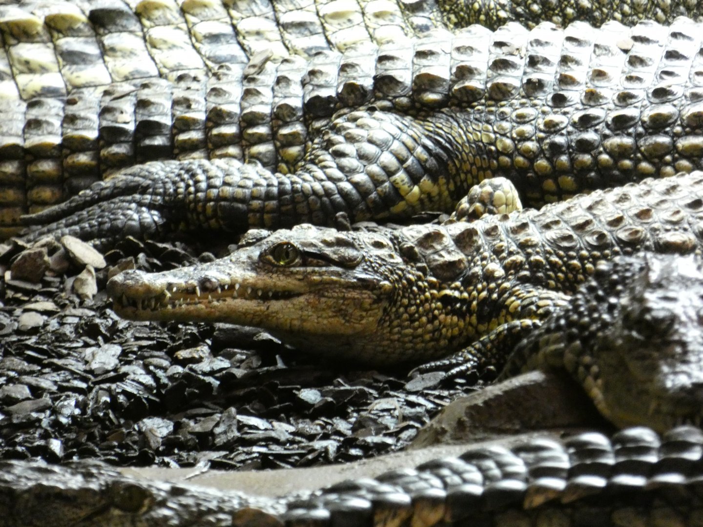 South African Nile Crocodile