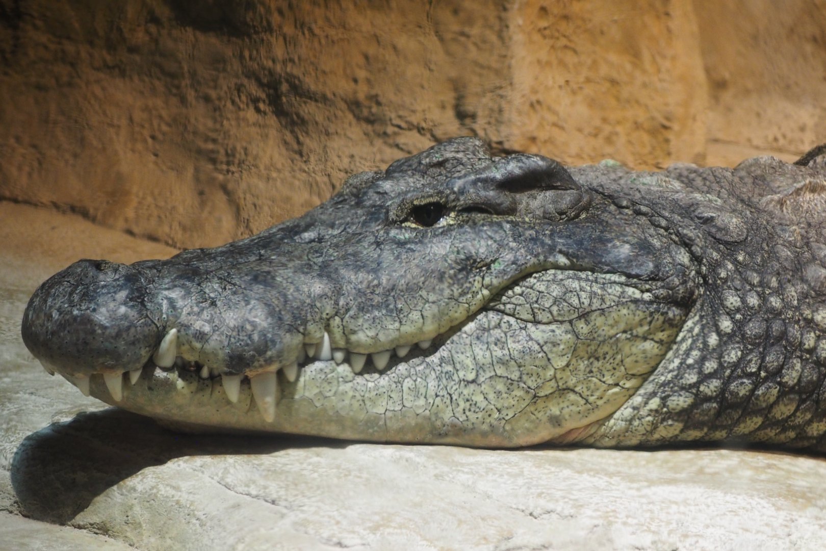 South African Nile crocodile