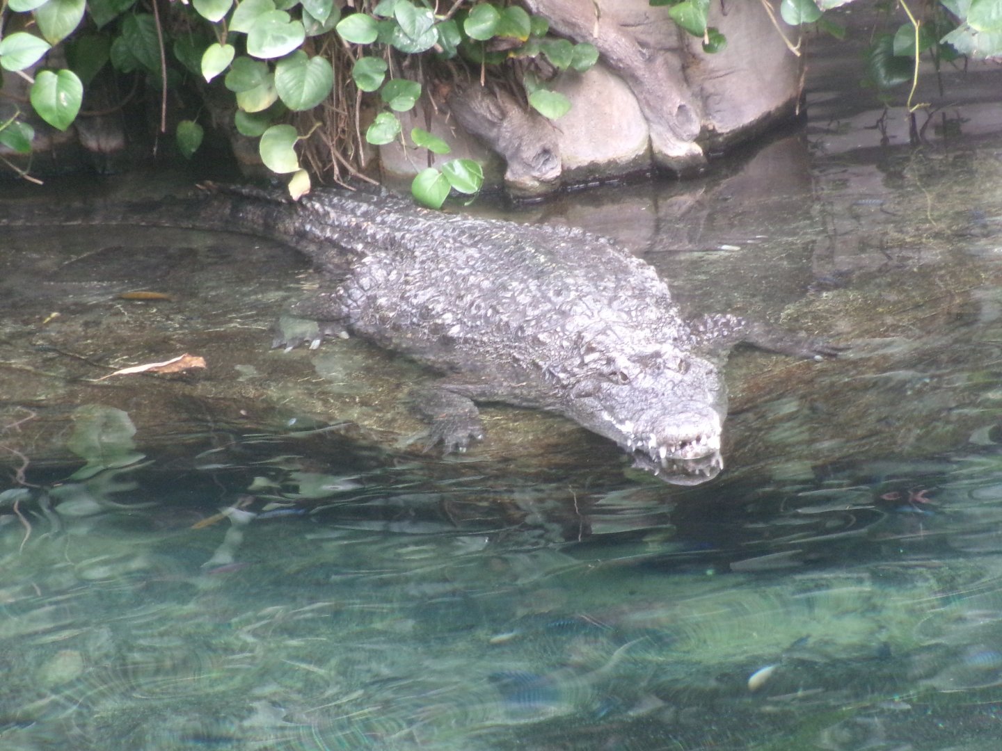 South African Nile crocodile