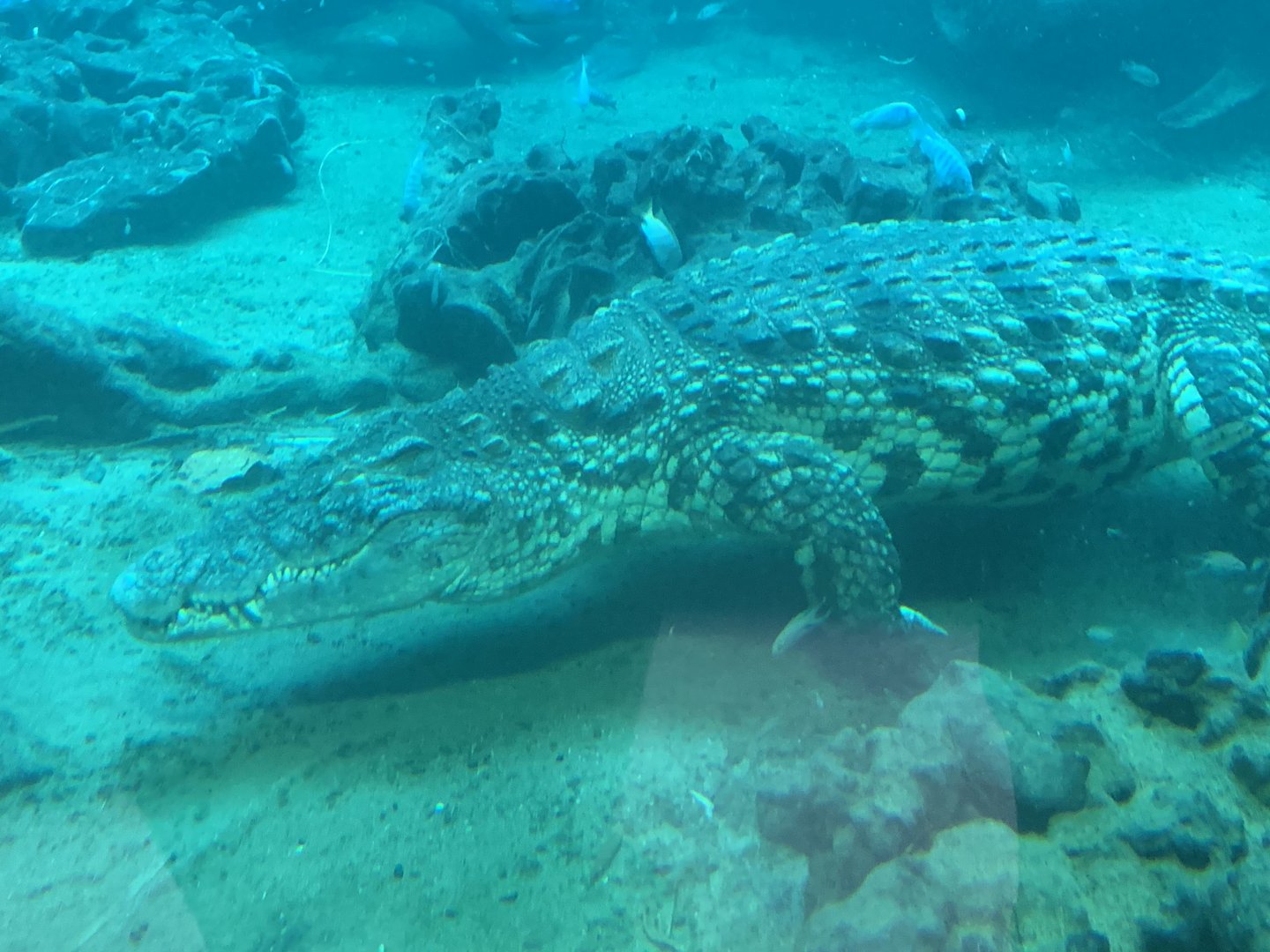 South African Nile crocodile