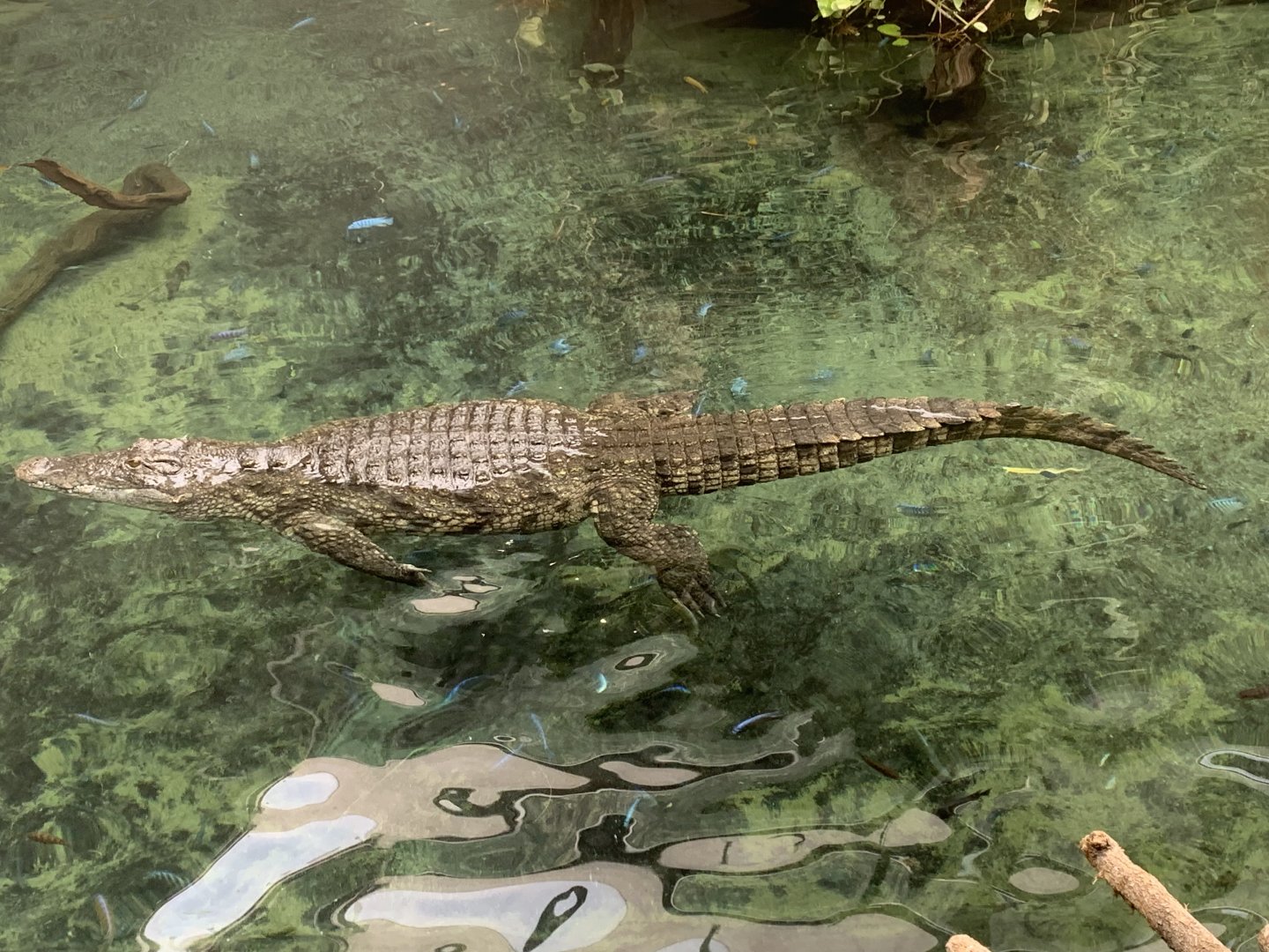 South African Nile crocodile