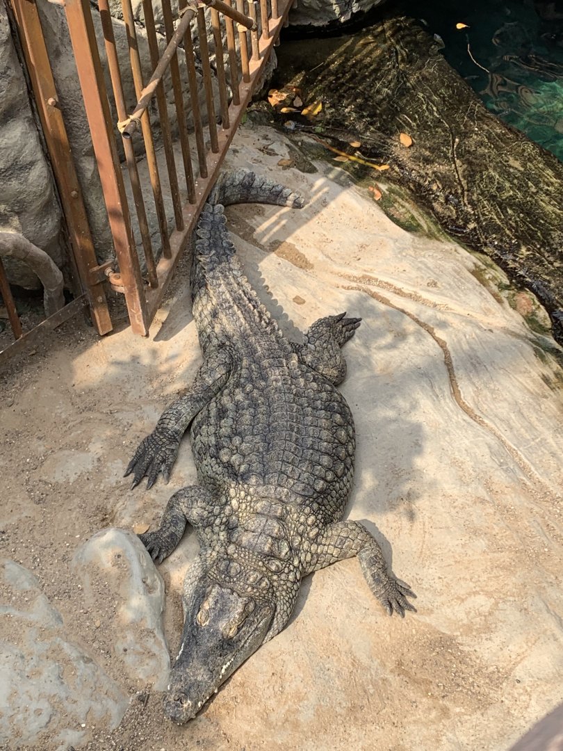 South African Nile crocodile