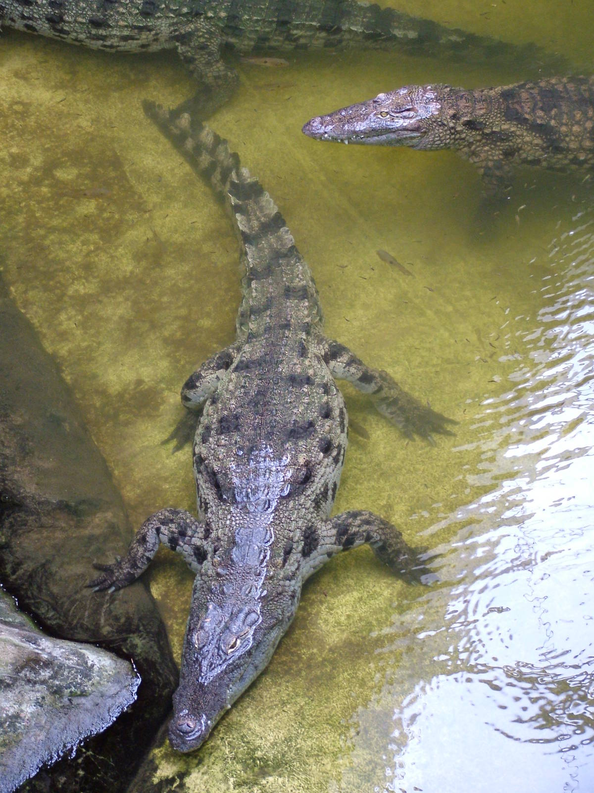 South African Nile Crocodiles at Halle, 04/09/11