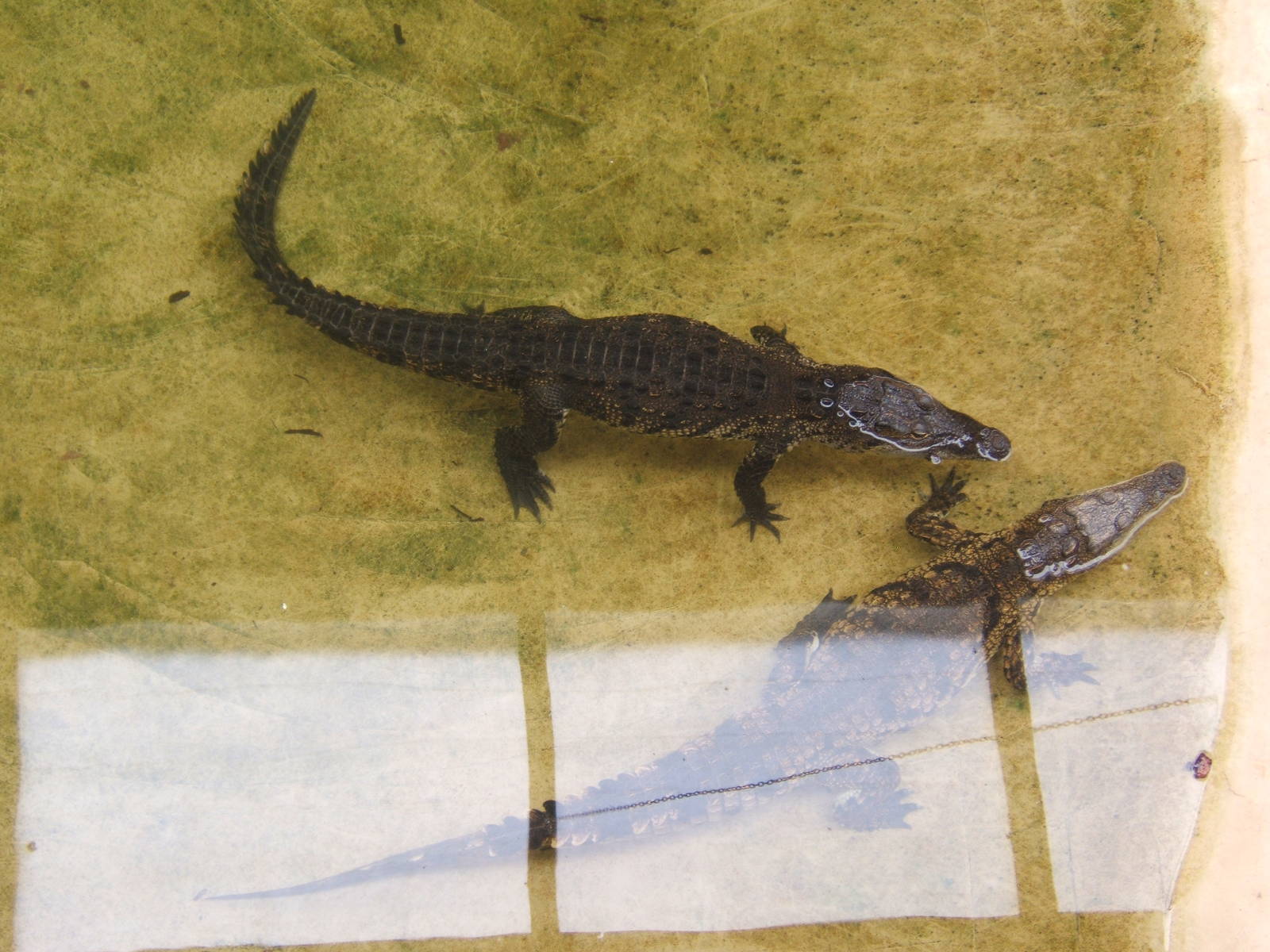 South African Nile Crocodiles