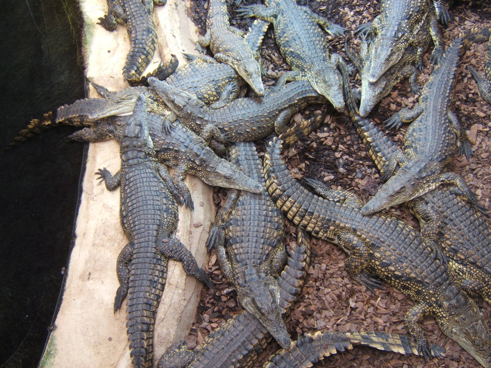 South African Nile Crocodiles