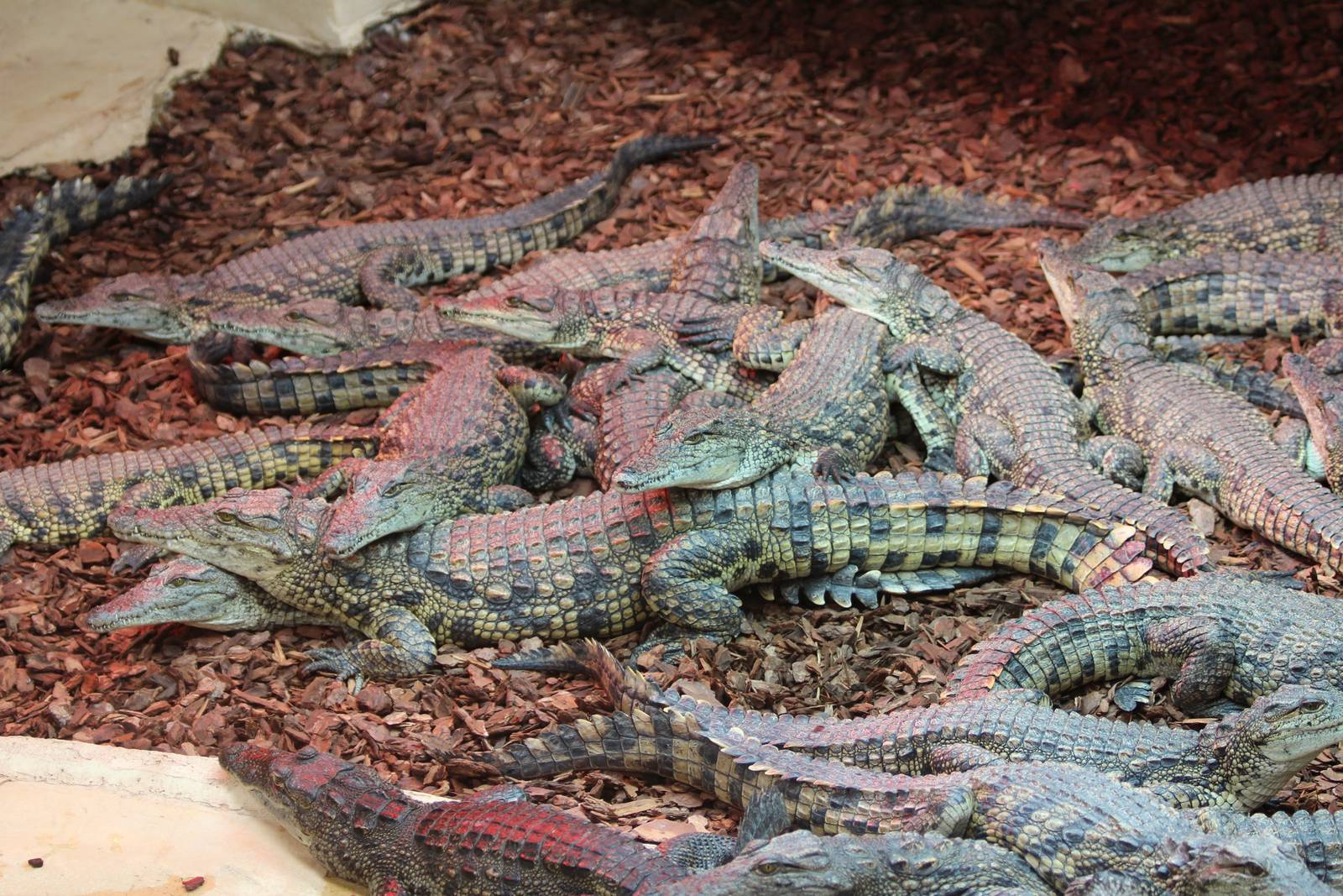 South African Nile Crocs