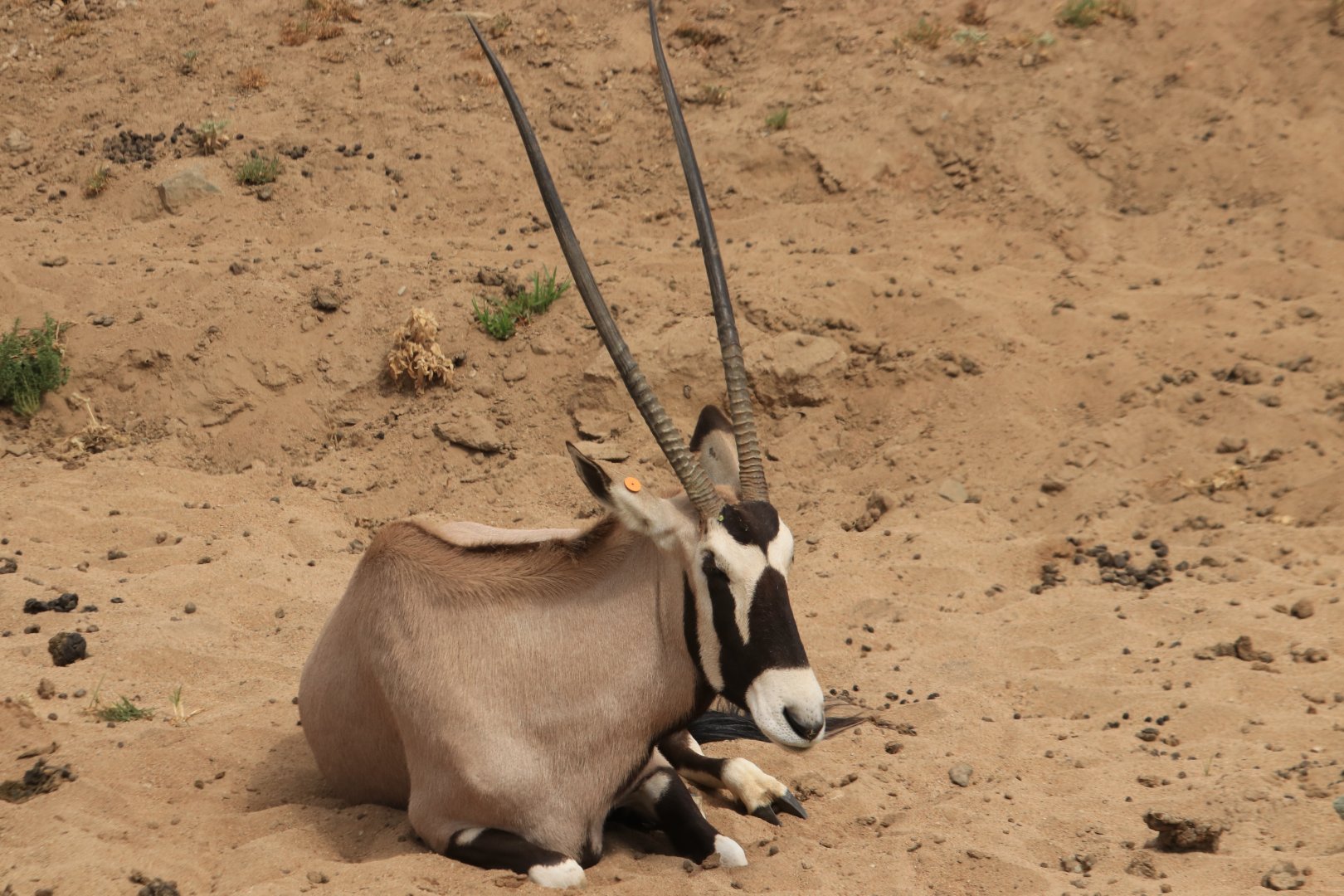 South African oryx (June 2019)