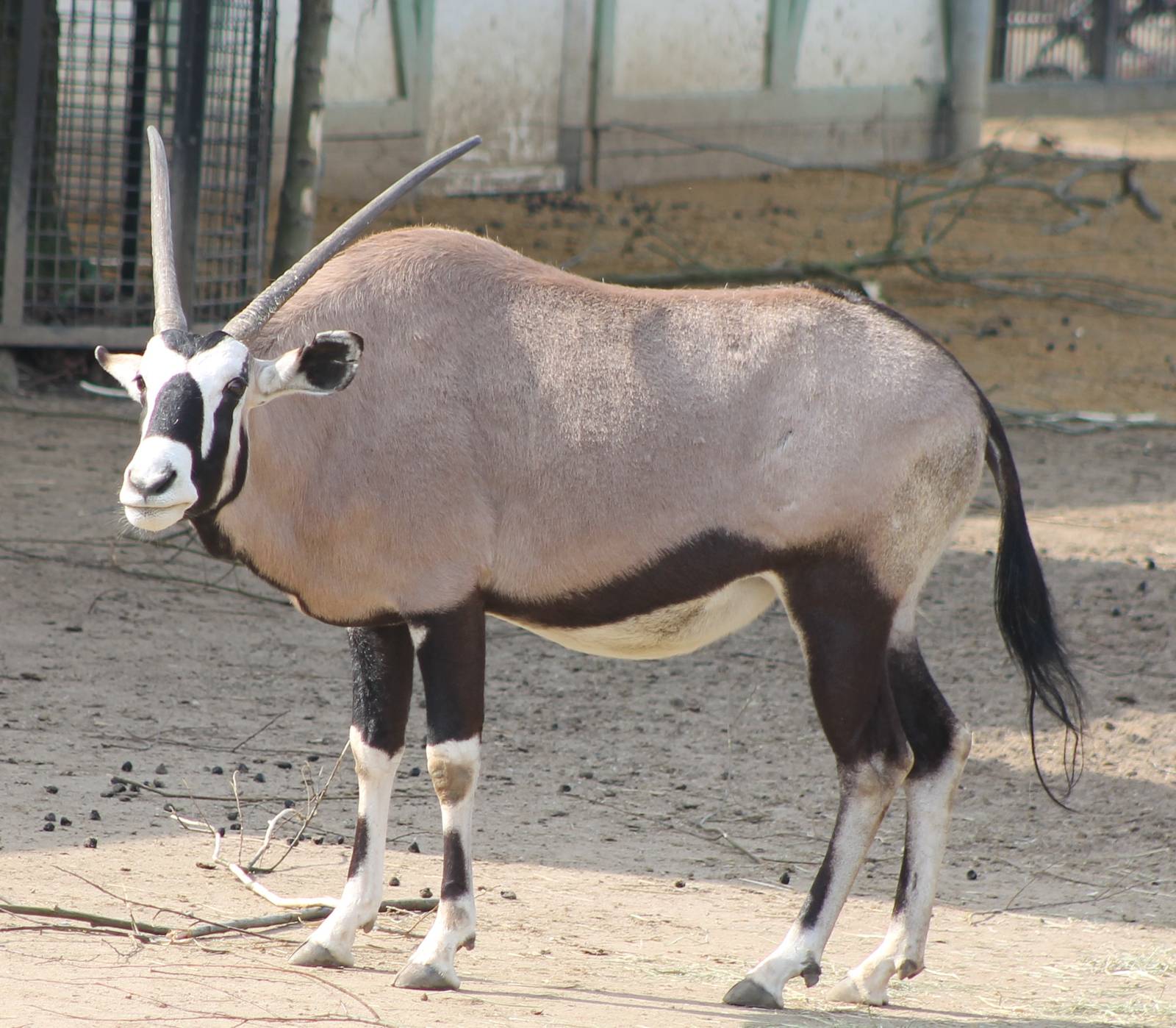 south african oryx or gemsbok