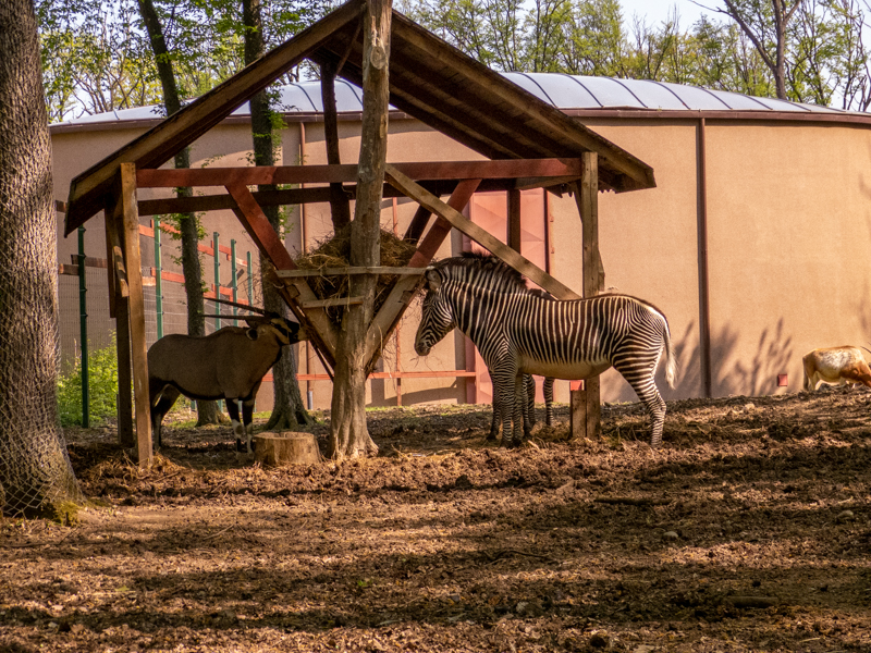 South African oryx (Oryx gazella) and Grévy's zebra (Equus grevyi)