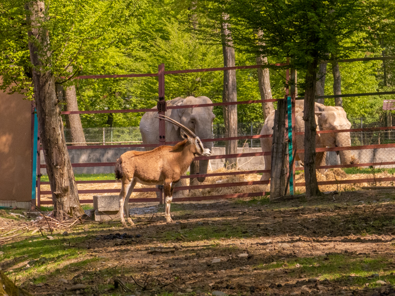 South African oryx (Oryx gazella) and Indian elephant (Elephas maximus indicus)