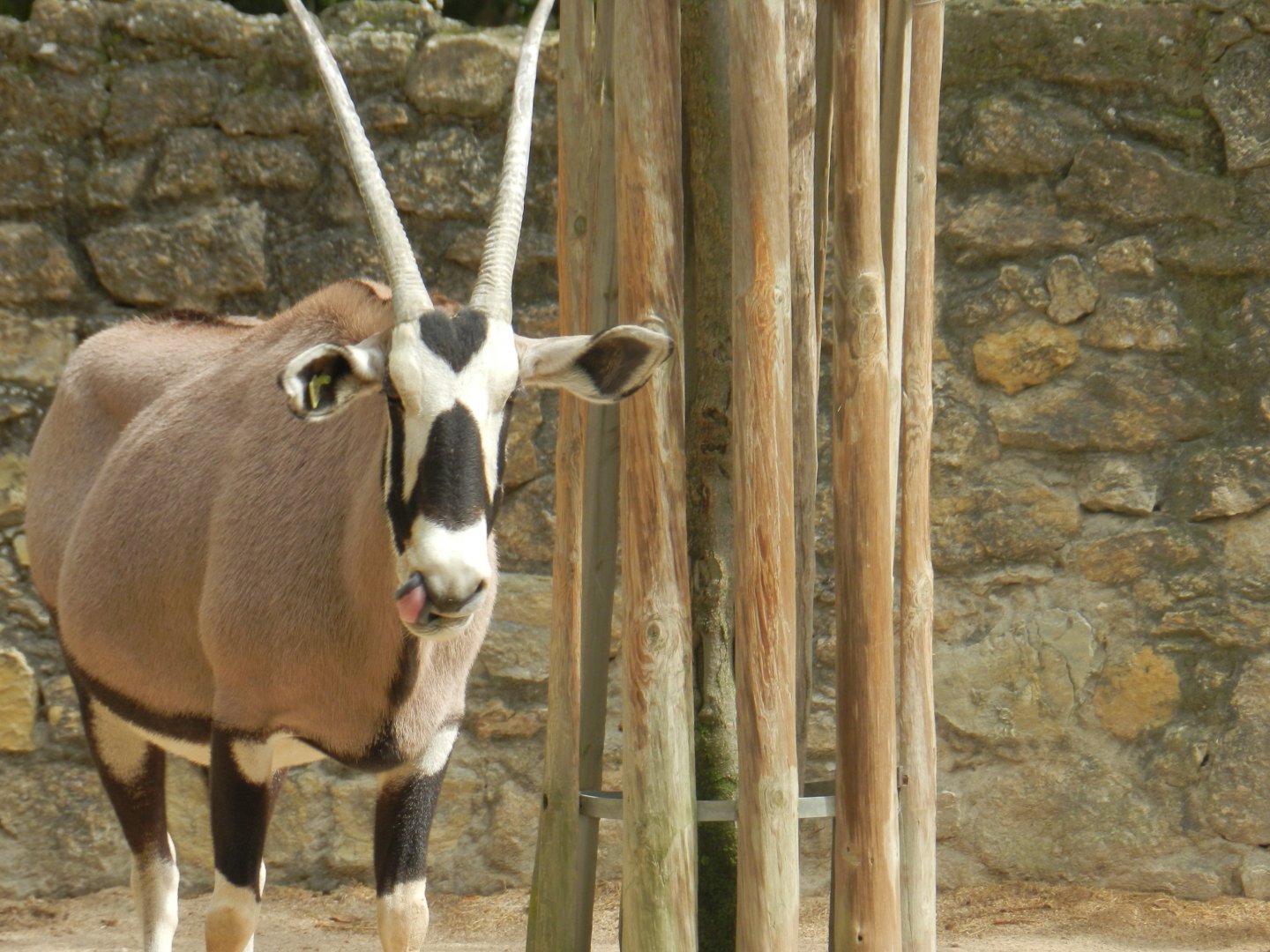 South African Oryx (Oryx gazella) at Jardim Zoológico de Lisboa, Portugal*