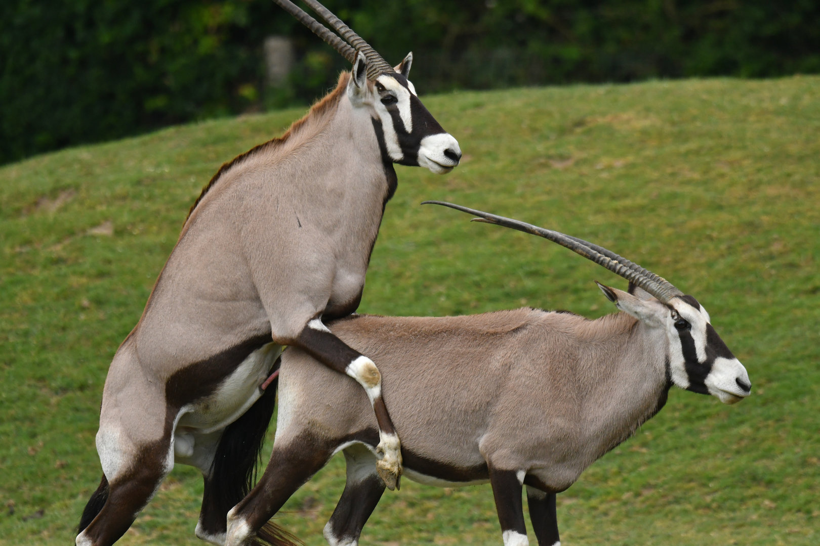 South African oryx (Oryx gazella)