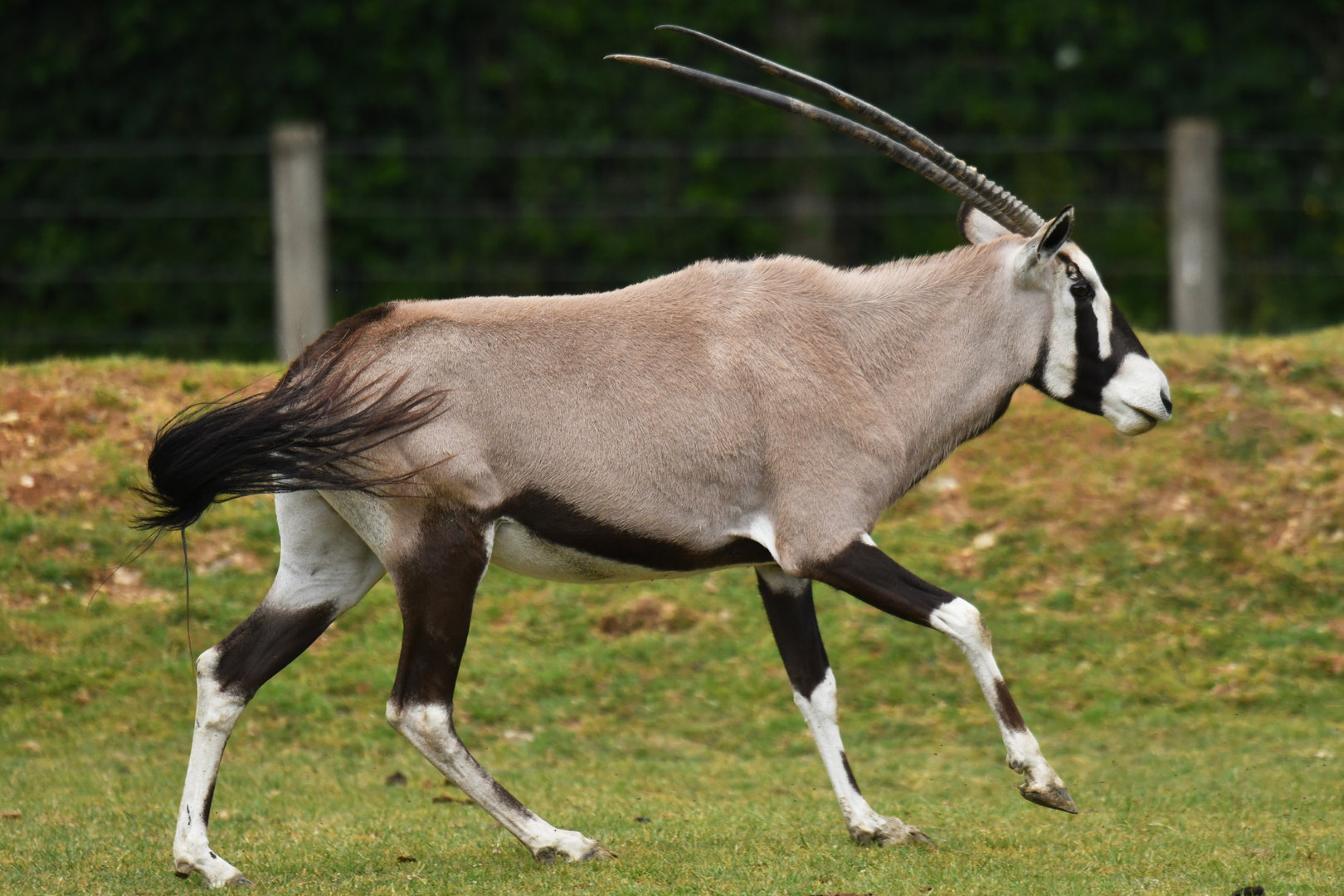 South African oryx (Oryx gazella)