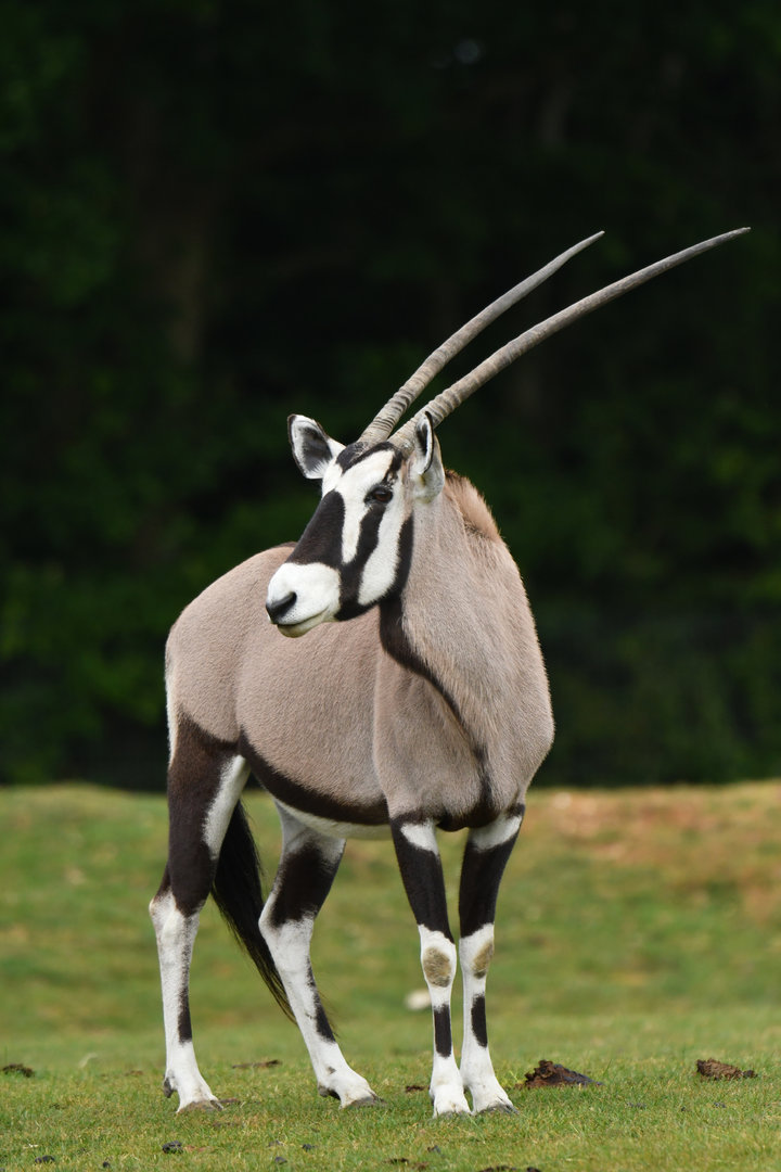 South African oryx (Oryx gazella)