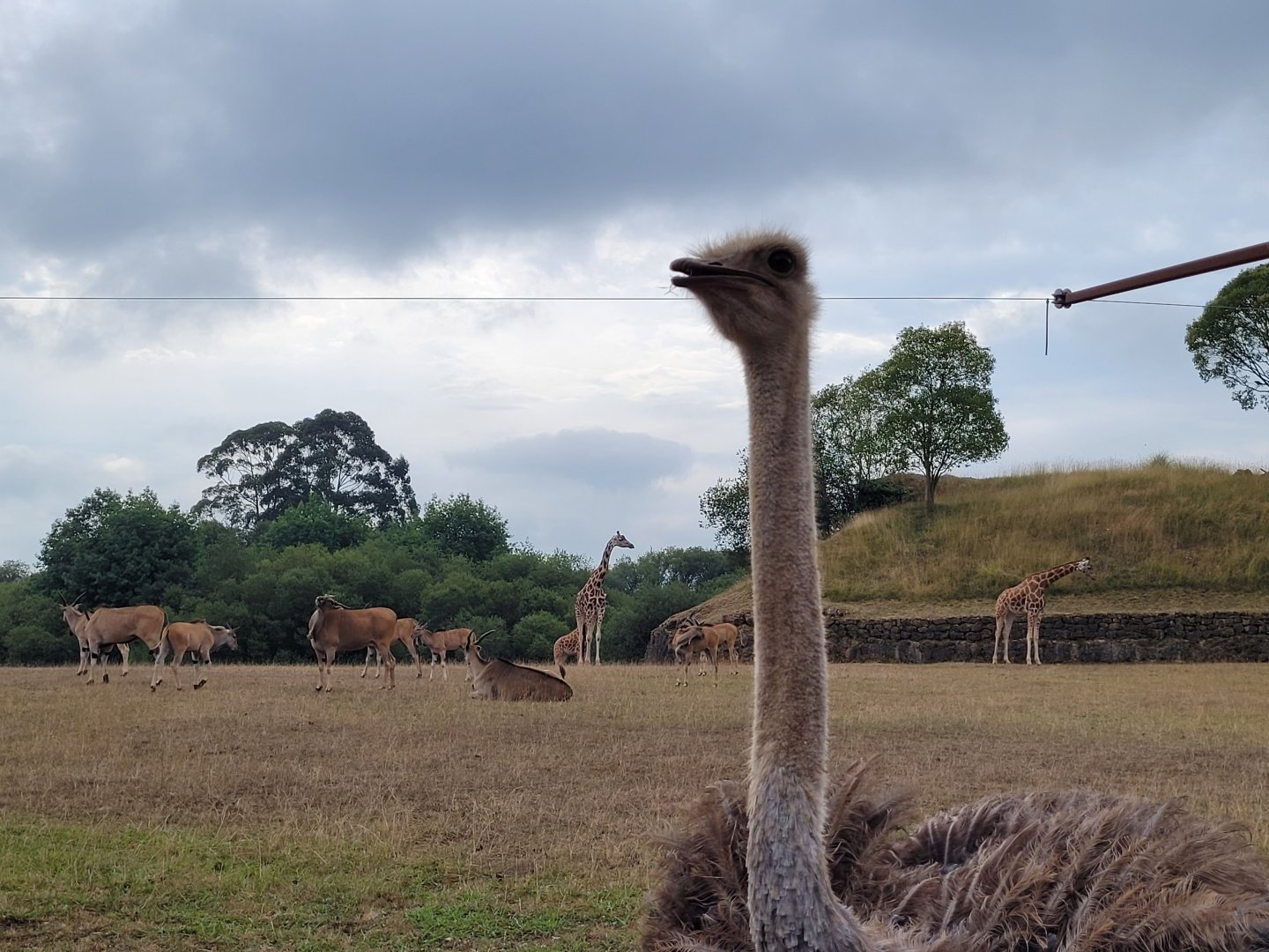 South African ostrich, Common eland and Rothschild's giraffe -Parque de la Naturaleza de Cabárceno (2022)