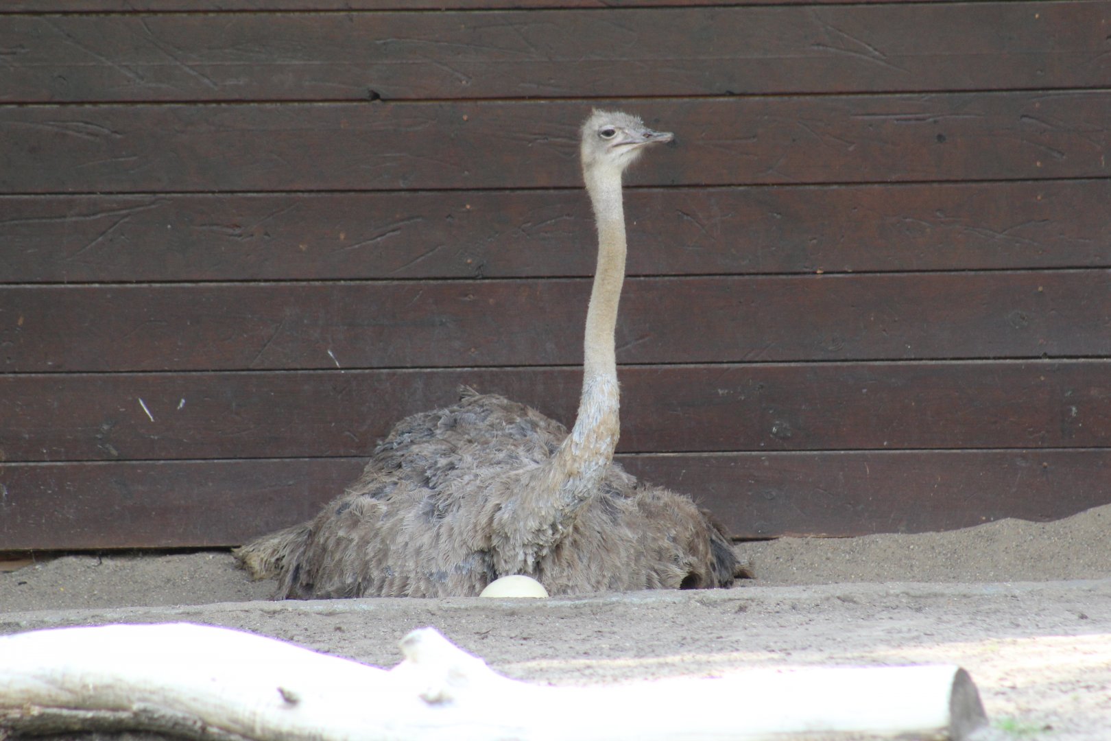South African Ostrich Nesting