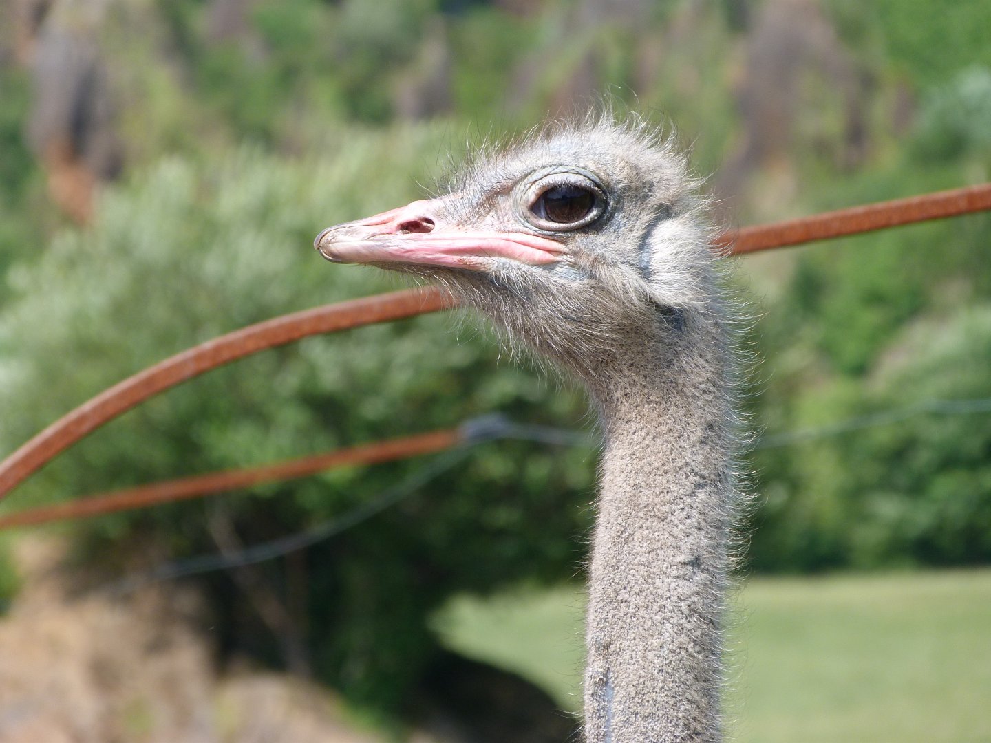 South African ostrich -Parque de la Naturaleza de Cabárceno (2025)