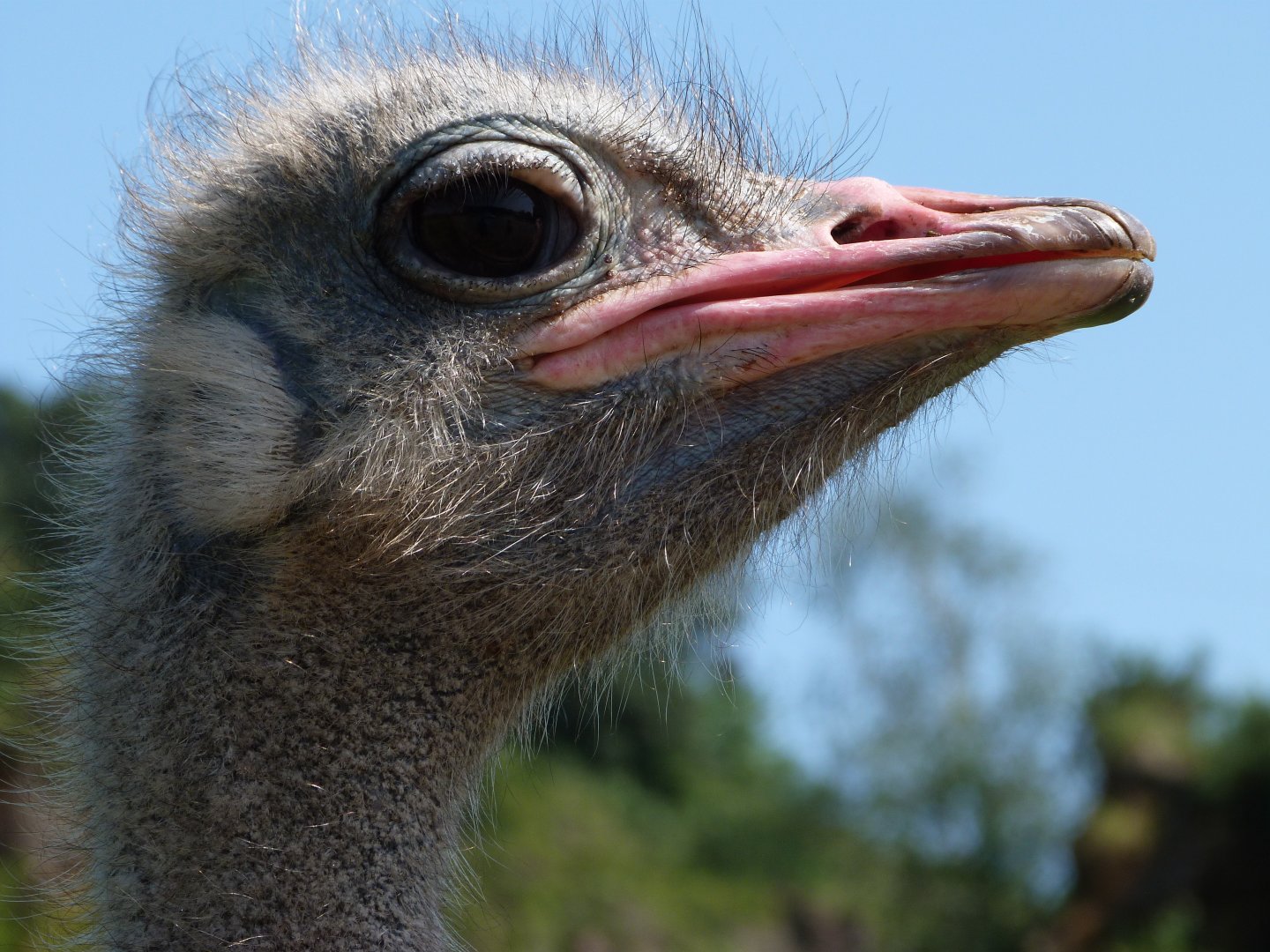 South African ostrich -Parque de la Naturaleza de Cabárceno (2025)