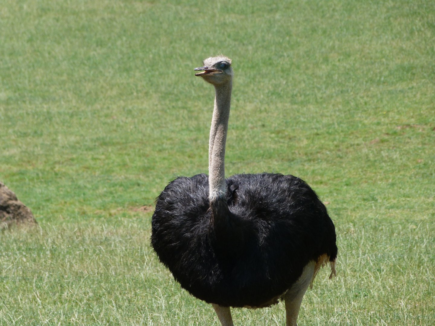 South African ostrich -Parque de la Naturaleza de Cabárceno (2025)