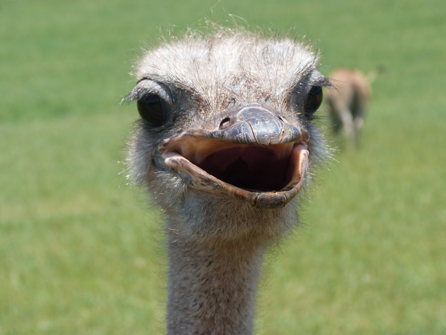 South African ostrich -Parque de la Naturaleza de Cabárceno (2025)