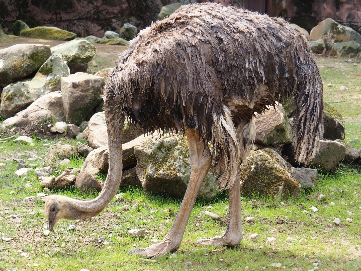 South African ostrich (Struthio camelus australis), 2019-07-21