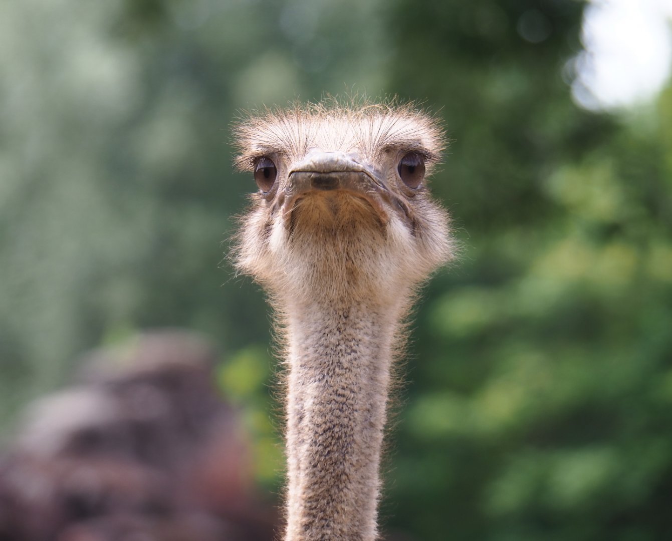 South African ostrich (Struthio camelus australis), 2019-07-21