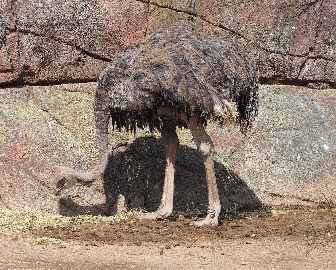 South African ostrich (Struthio camelus australis), 2022-08-20