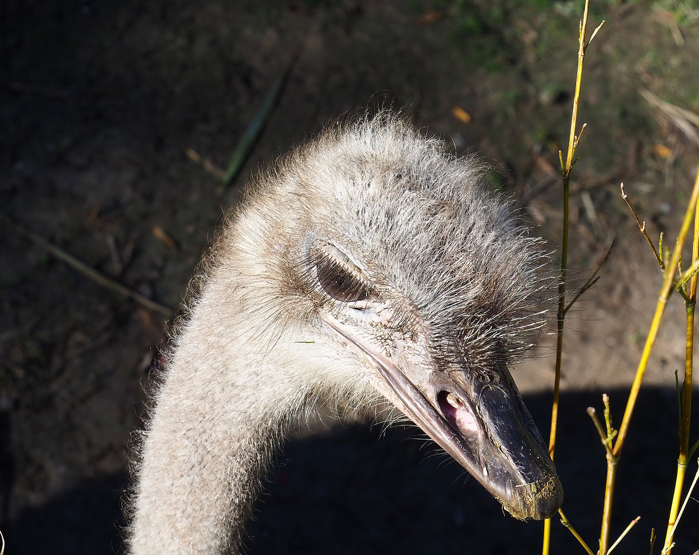 South African ostrich (Struthio camelus australis), 2022-10-09