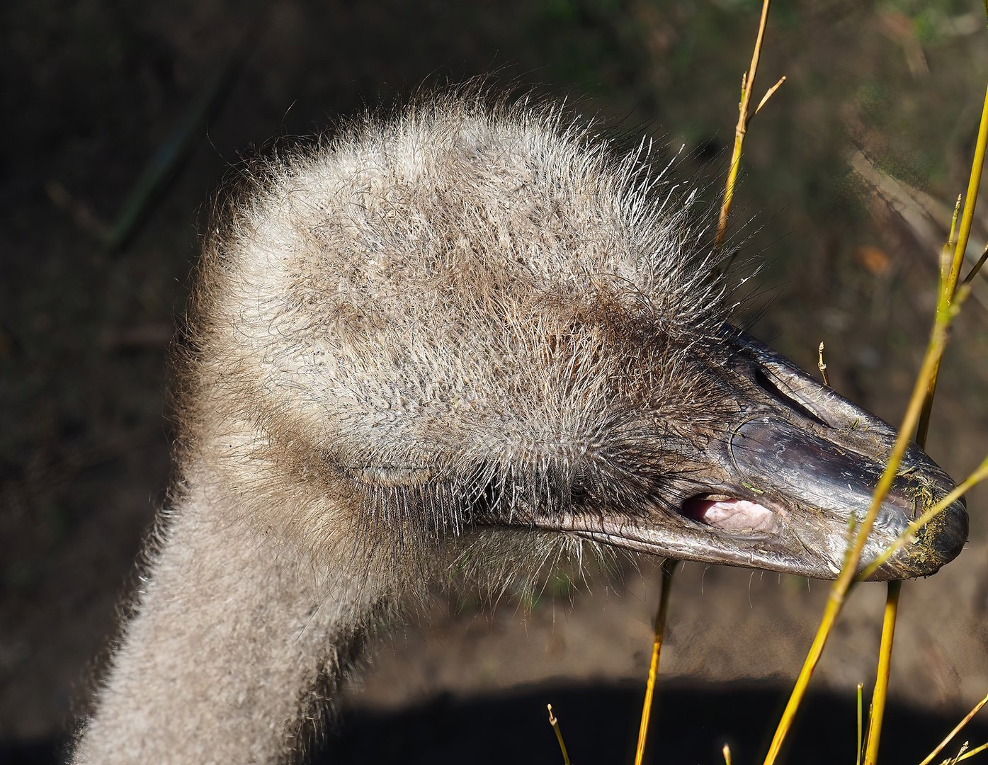 South African ostrich (Struthio camelus australis), 2022-10-09
