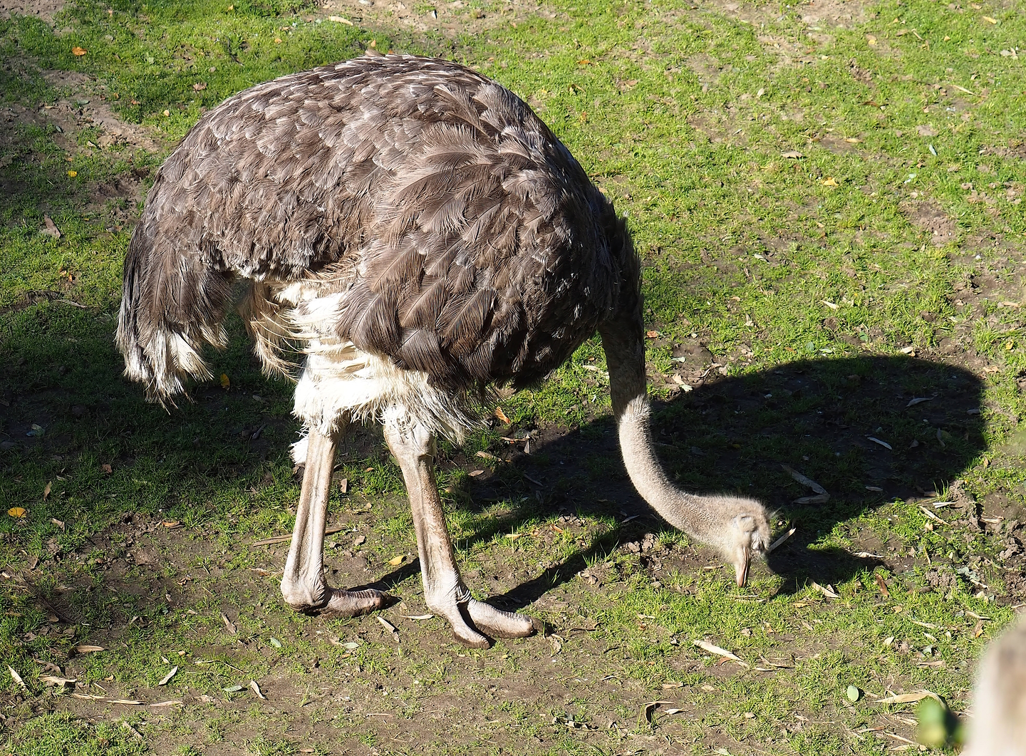 South African ostrich (Struthio camelus australis), 2022-10-09