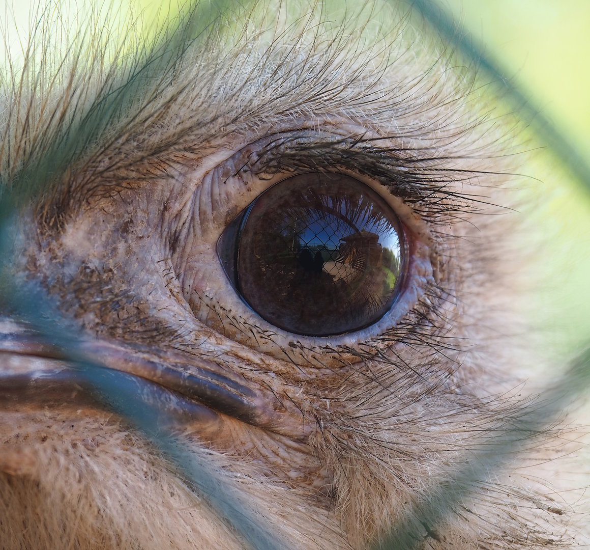 South African ostrich (Struthio camelus australis), 2023-05-19