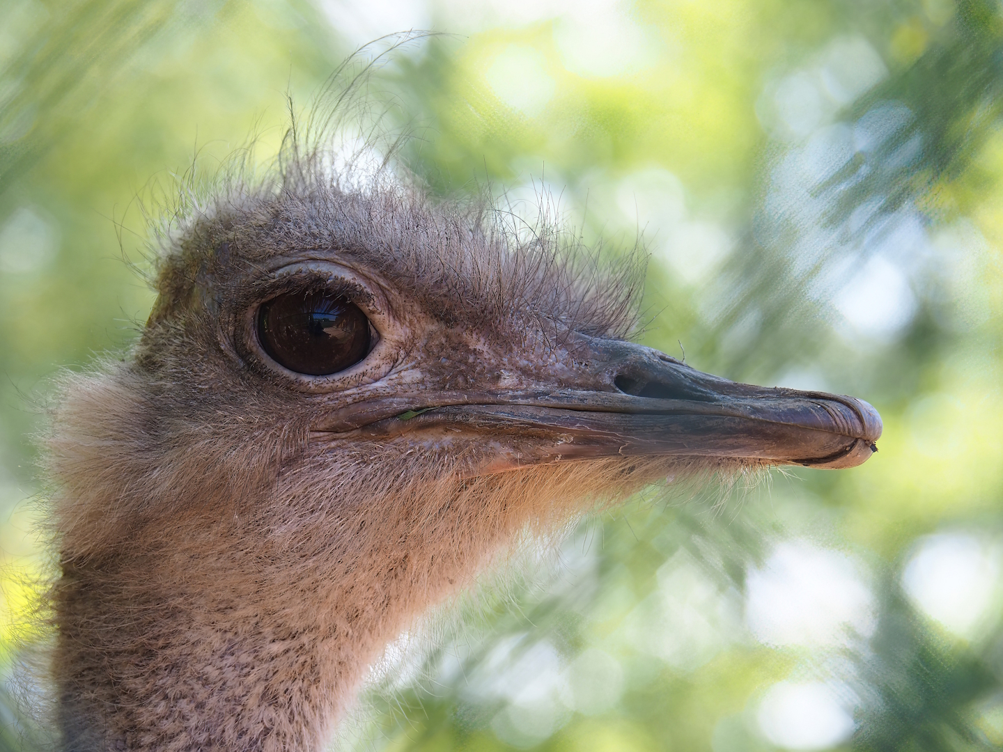 South African ostrich (Struthio camelus australis), 2023-05-19