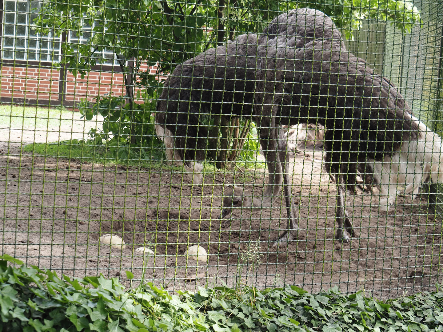 South African ostrich (Struthio camelus australis), 2024-05-21