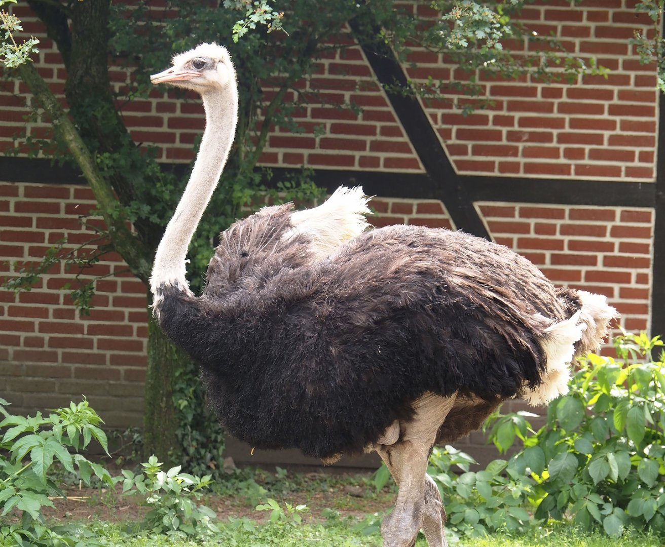 South African ostrich (Struthio camelus australis), 2024-05-21