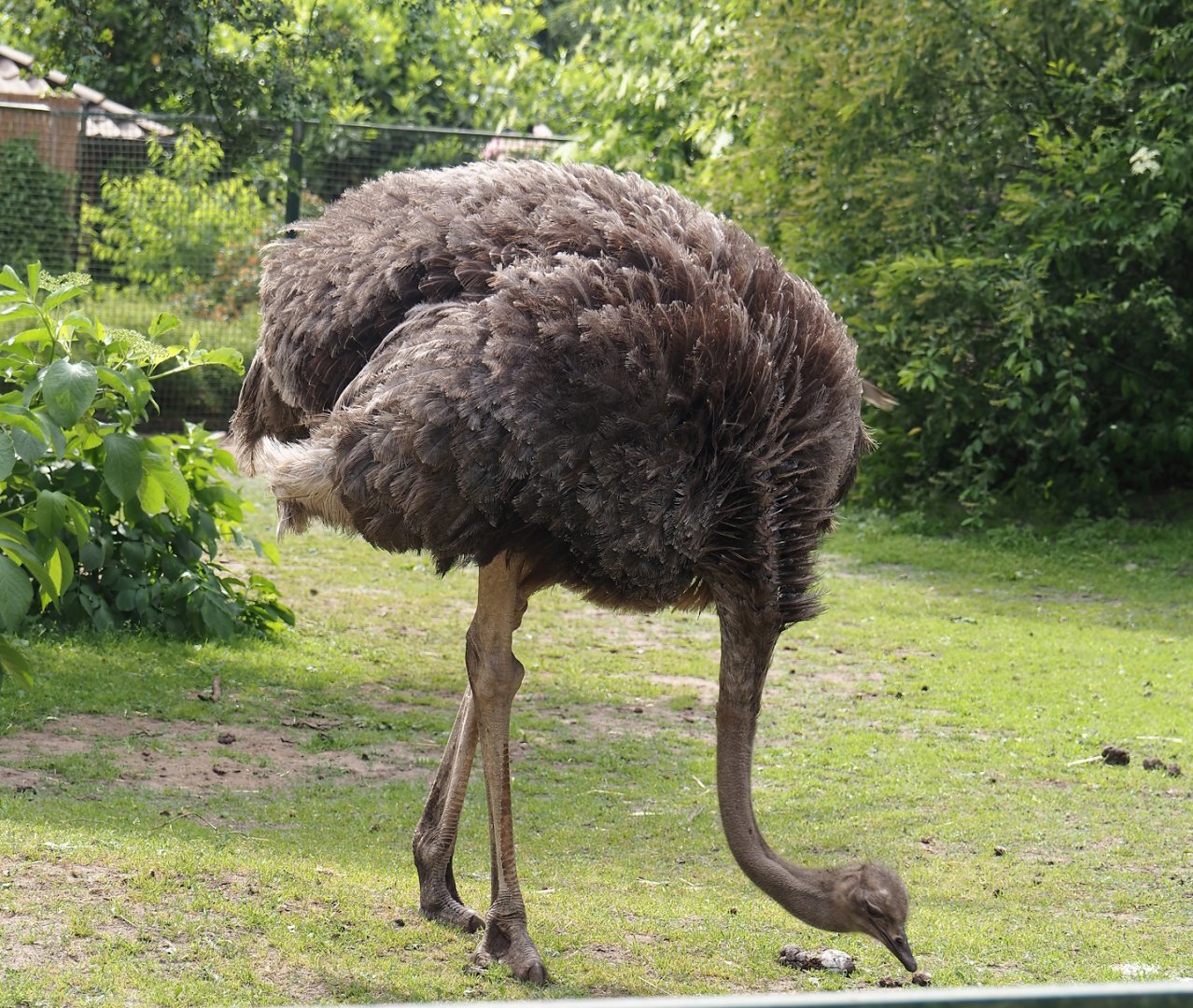 South African ostrich (Struthio camelus australis), 2024-05-21