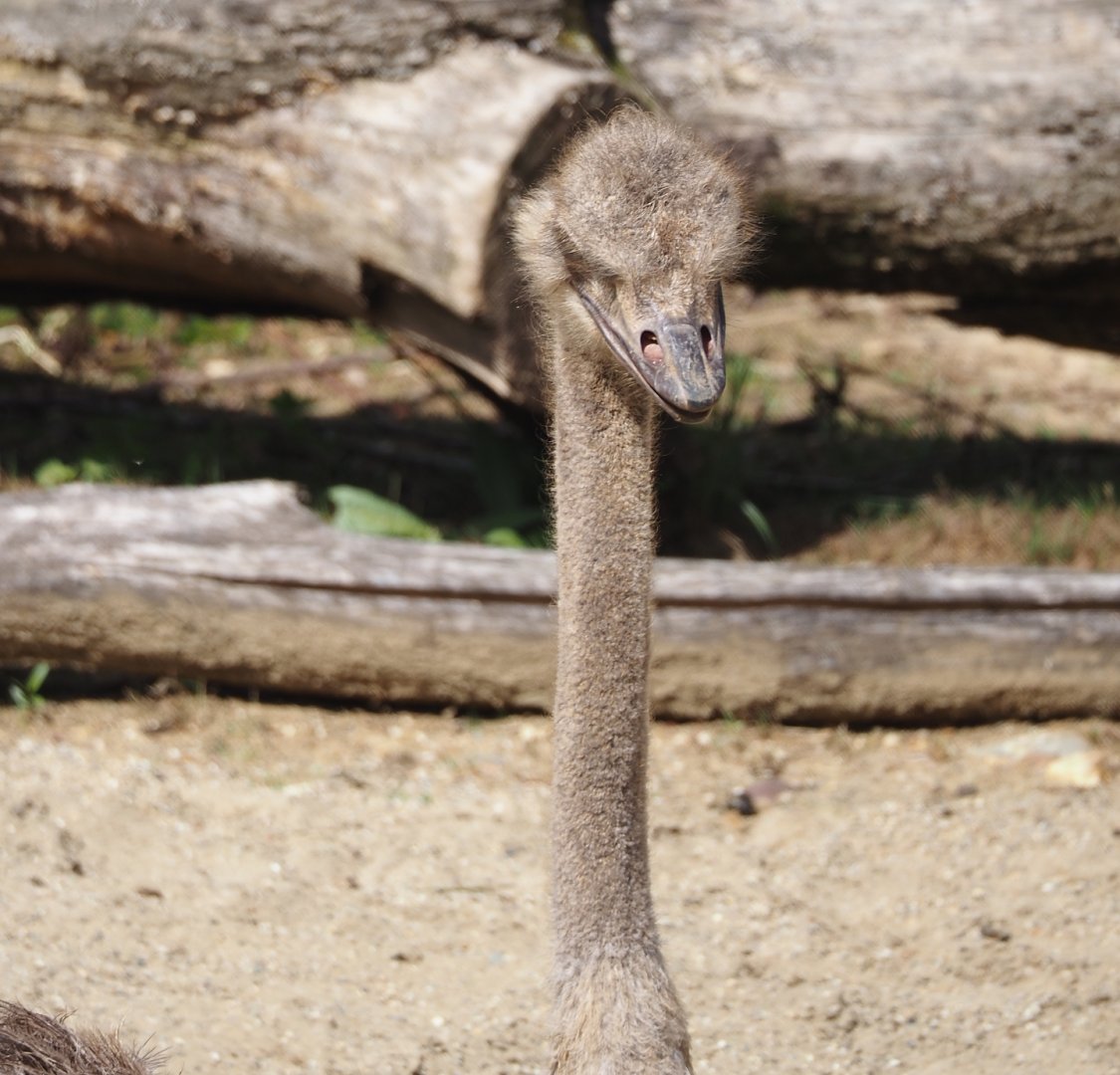 South African ostrich (Struthio camelus australis), 2024-08-21