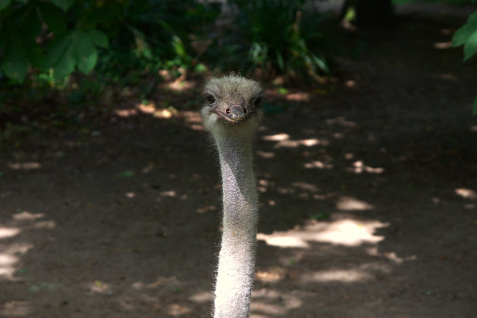 South African Ostrich (Struthio camelus australis), 27-05-25
