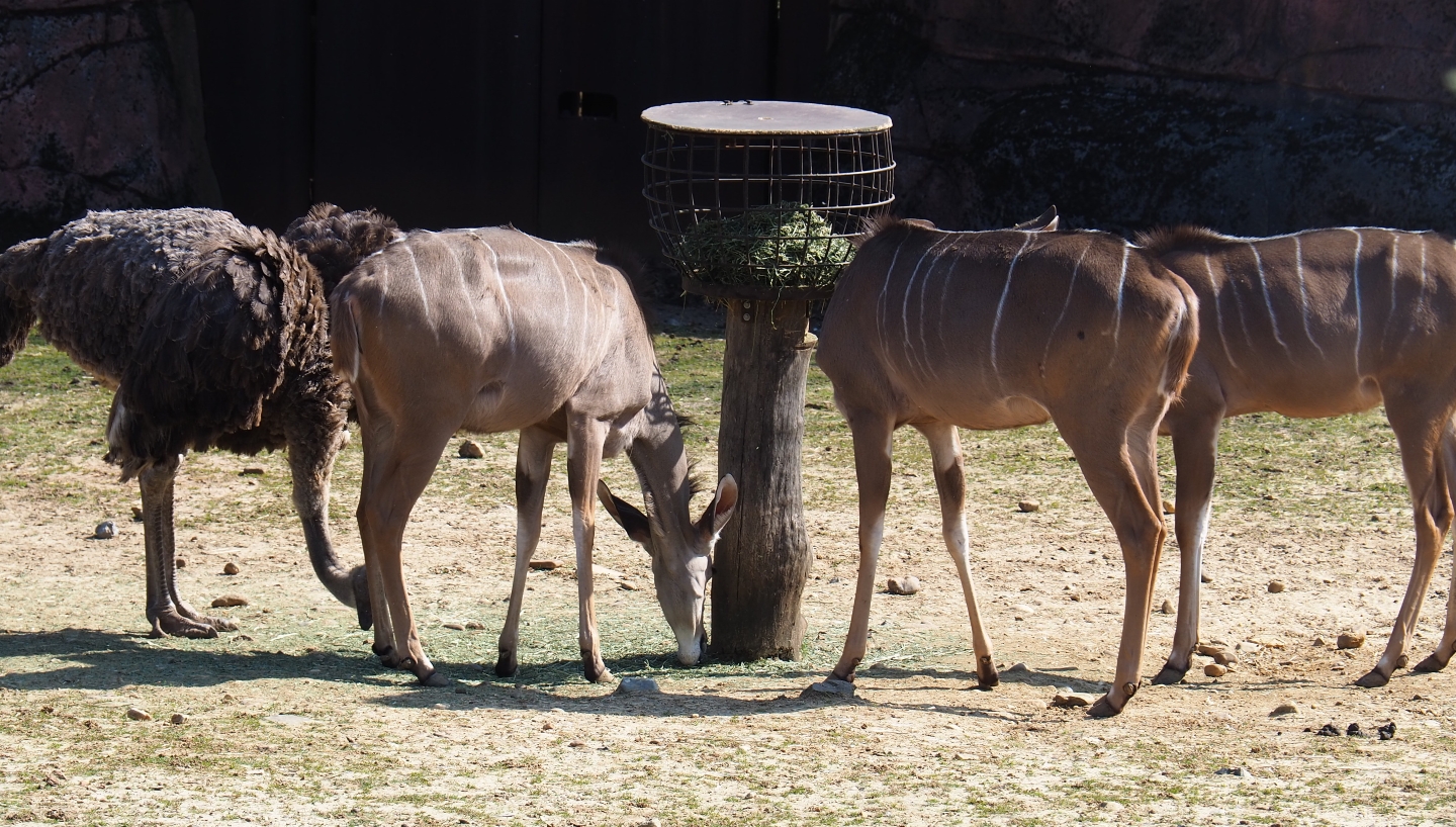 South African ostrich (Struthio camelus australis) and Greater kudu (Tragelaphus strepsiceros), 2019-03-30
