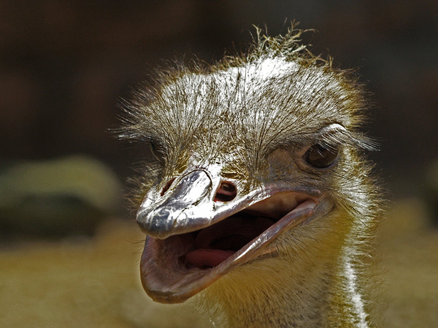 South African Ostrich (Struthio camelus australis) close-up