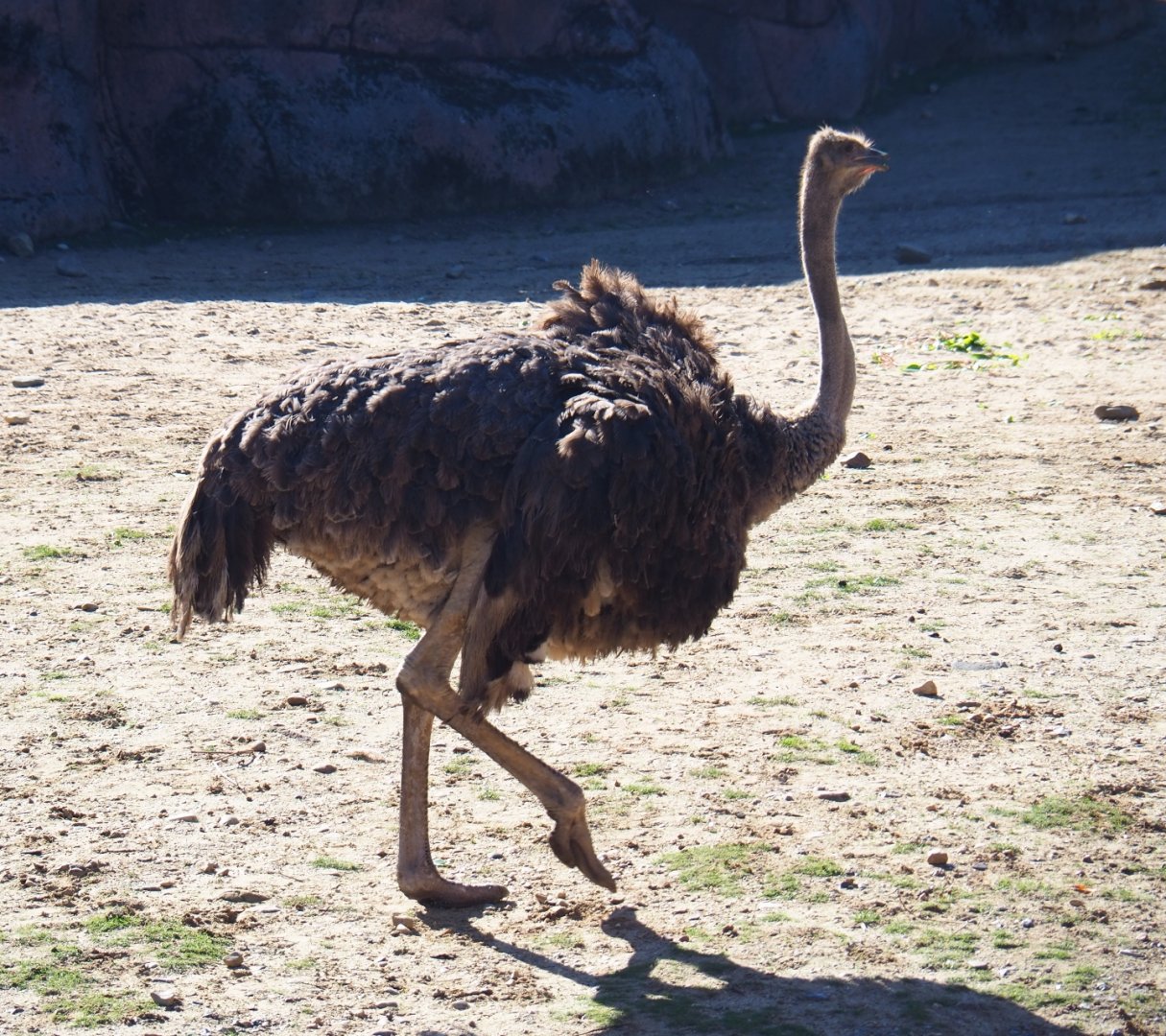 South African ostrich (Struthio camelus australis), Oct 13th, 2018