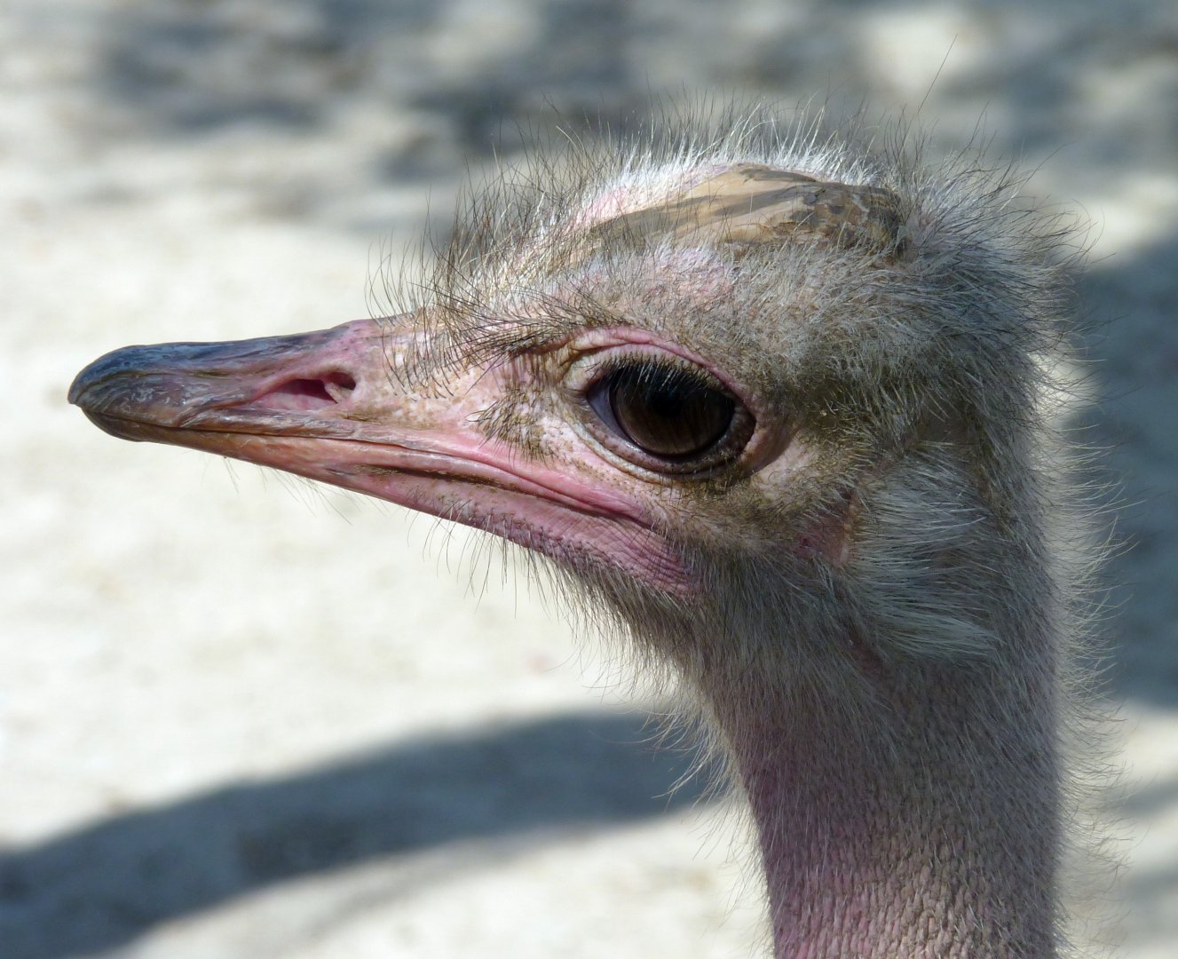 South African ostrich (Struthio camelus australis) portrait