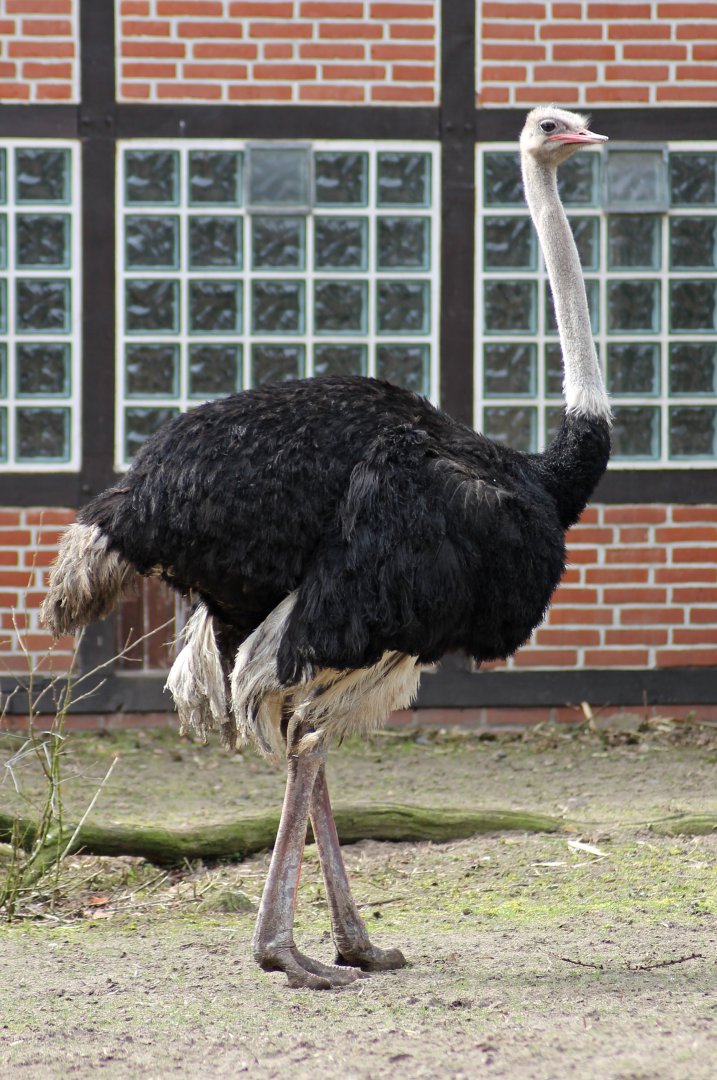 South African ostrich (Struthio camelus australis)