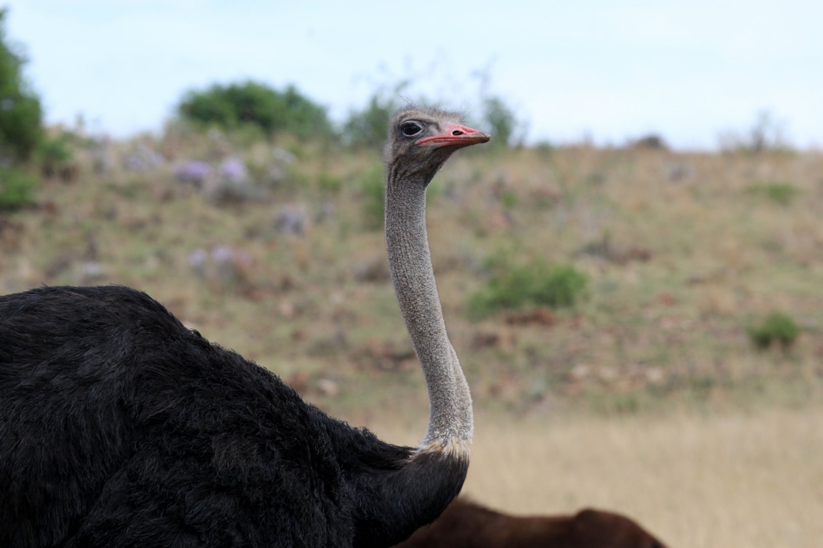 South African ostrich (Struthio camelus australis)