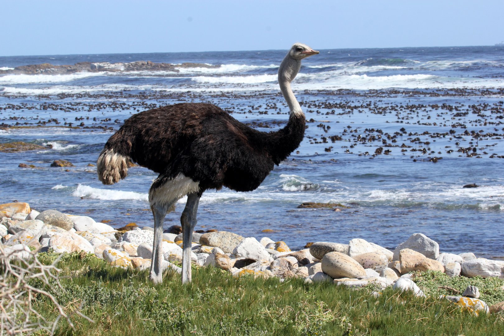 South African ostrich (Struthio camelus australis)