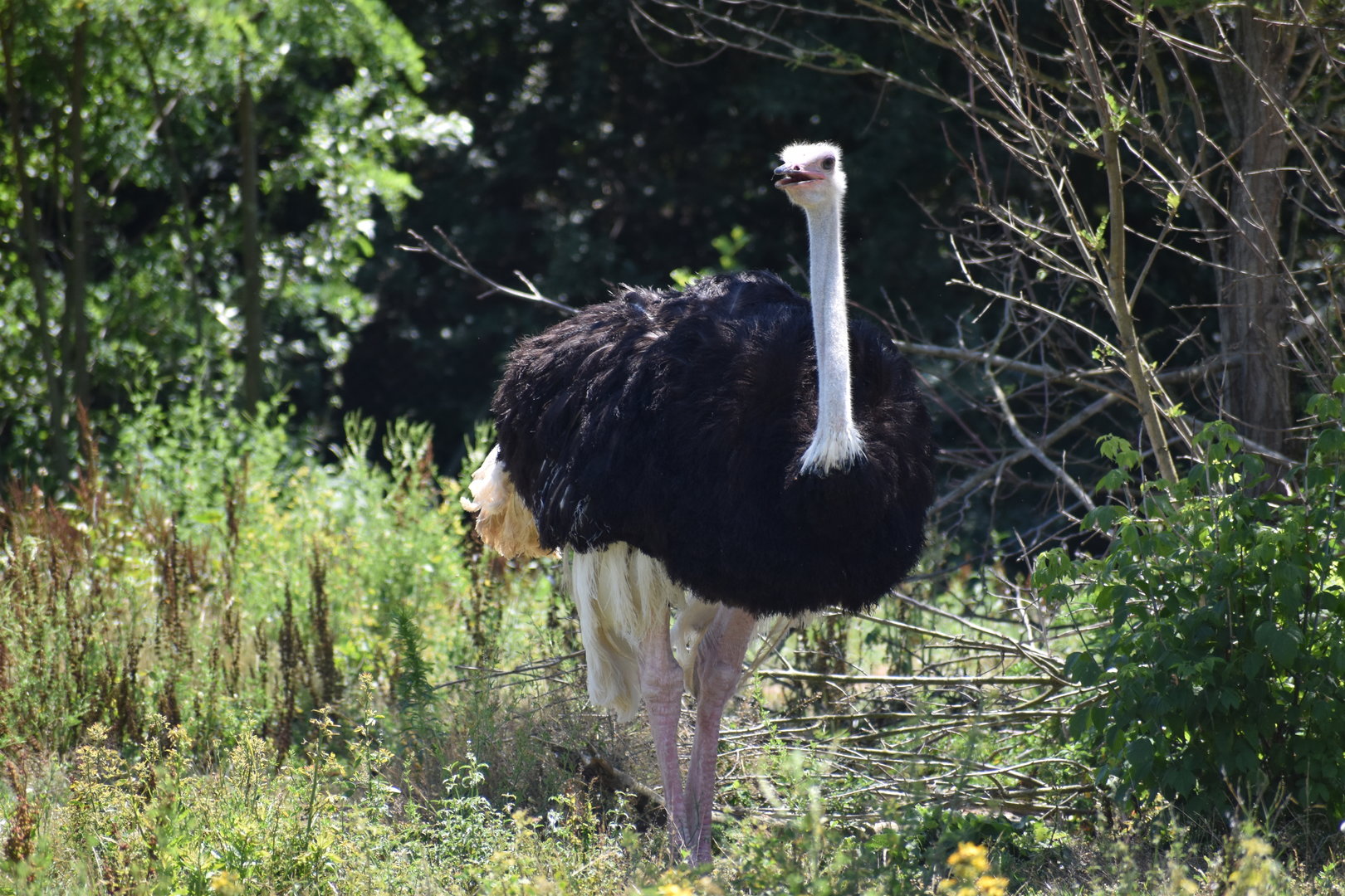 South-african Ostrich - Struthio camelus australis