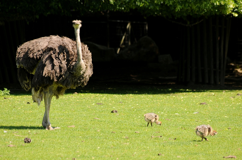 South african ostrich with chicks at Krefeld