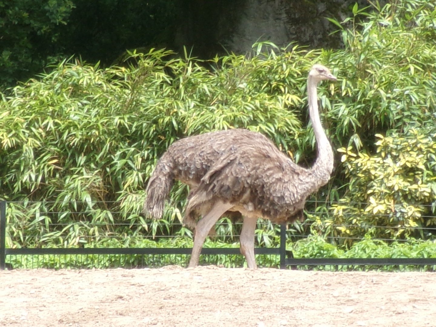 South African ostrich