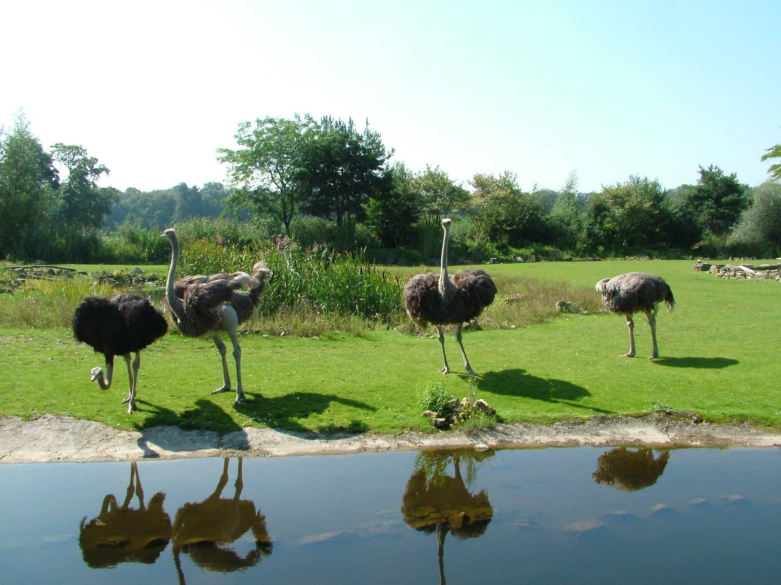 South African Ostriches at Leipzig, 02/09/11