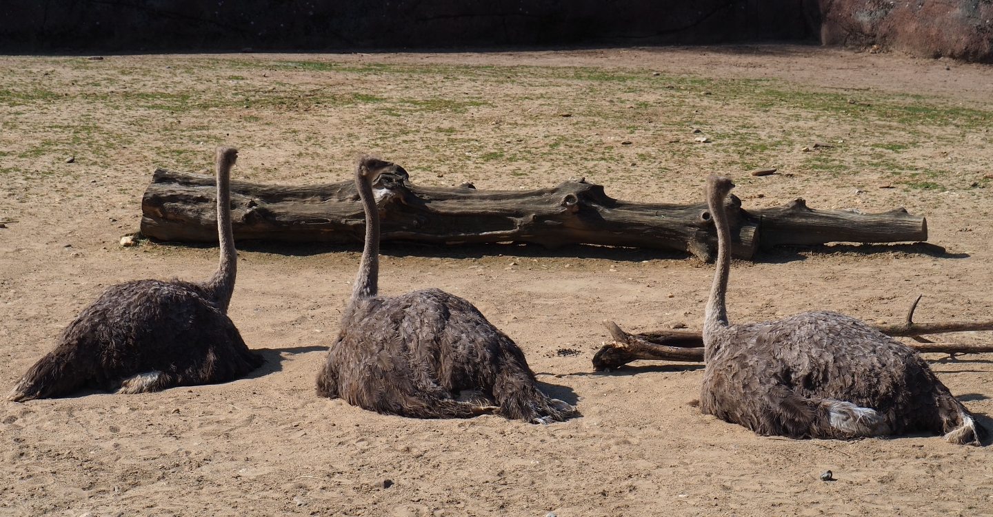 South African ostriches (Struthio camelus australis), 2019-03-30