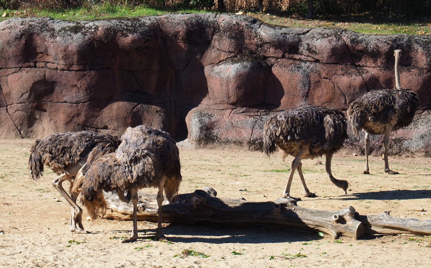 South African ostriches (Struthio camelus australis), Oct 13th, 2018